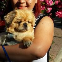 Pekingese, Köpek  MİŞA fotoğrafı