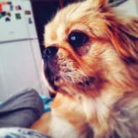 Pekingese, Köpek  MİŞA fotoğrafı