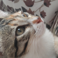 Tekir Kedi, Kedi  Adı Koyulmadı fotoğrafı