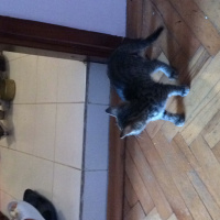 Tekir Kedi, Kedi  Minnoş  fotoğrafı