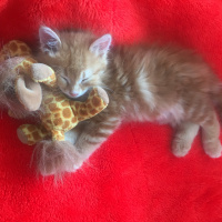 Tekir Kedi, Kedi  Gırgır fotoğrafı