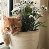 Tekir Kedi, Kedi  Gırgır fotoğrafı