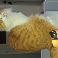 Sarman, Kedi  Limon fotoğrafı