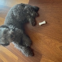 Poodle (Minyatür Kaniş), Köpek  kaju fotoğrafı