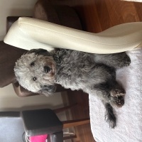 Poodle (Minyatür Kaniş), Köpek  kaju fotoğrafı