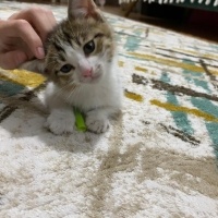 Tekir Kedi, Kedi  Yumak fotoğrafı