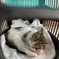 Tekir Kedi, Kedi  Yumak fotoğrafı
