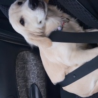 Golden Retriever, Köpek  Lora fotoğrafı