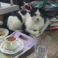 Tekir Kedi, Kedi  Maviş fotoğrafı