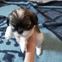 Shih Tzu, Köpek  Shih tzu fotoğrafı