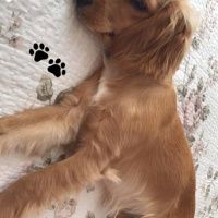 Amerikan Cocker Spaniel, Köpek  Hera fotoğrafı
