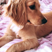 Amerikan Cocker Spaniel, Köpek  Hera fotoğrafı