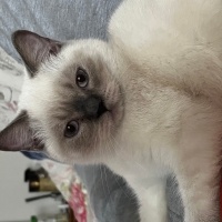 British Shorthair, Kedi  Rüzgar&bulut fotoğrafı