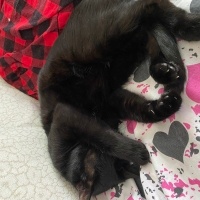 Tekir Kedi, Kedi  Ateş fotoğrafı