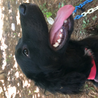 İngiliz Cocker Spaniel, Köpek  Shila fotoğrafı