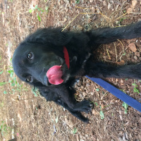 İngiliz Cocker Spaniel, Köpek  Shila fotoğrafı