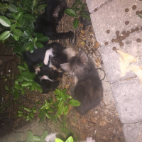 Tekir Kedi, Kedi  Minik kedicikler fotoğrafı
