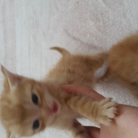 Soke, Kedi  Willy fotoğrafı