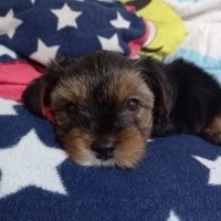 Yorkshire Terrier, Köpek  oscarbey fotoğrafı