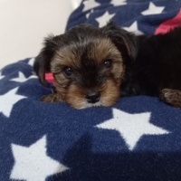 Yorkshire Terrier, Köpek  oscarbey fotoğrafı