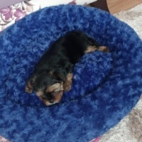 Yorkshire Terrier, Köpek  oscarbey fotoğrafı