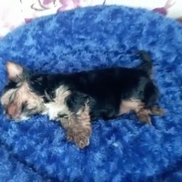 Yorkshire Terrier, Köpek  oscarbey fotoğrafı