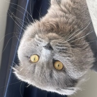 Scottish Fold, Kedi  Sufle fotoğrafı