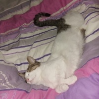 Tekir Kedi, Kedi  Şıpıdık fotoğrafı