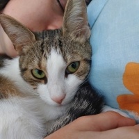 Tekir Kedi, Kedi  Şıpıdık fotoğrafı
