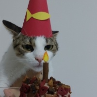 Tekir Kedi, Kedi  Şıpıdık fotoğrafı