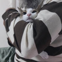 Tekir Kedi, Kedi  Şıpıdık fotoğrafı