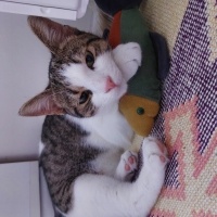 Tekir Kedi, Kedi  Şıpıdık fotoğrafı
