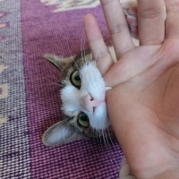 Tekir Kedi, Kedi  Şıpıdık fotoğrafı