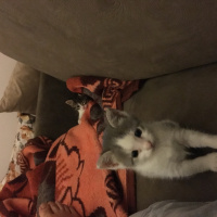Tekir Kedi, Kedi  Bıdık fotoğrafı