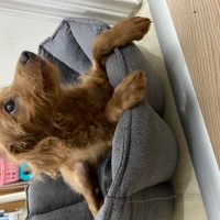 Poodle (Minyatür Kaniş), Köpek  Bobyy fotoğrafı