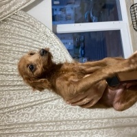Poodle (Minyatür Kaniş), Köpek  Bobyy fotoğrafı