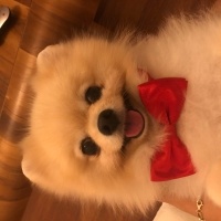 Pomeranyalı, Köpek  Leo fotoğrafı
