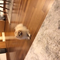 Pomeranyalı, Köpek  Leo fotoğrafı