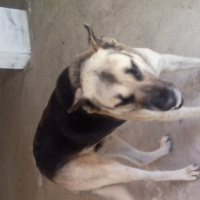 Alman Çoban Köpeği, Köpek  Barut fotoğrafı