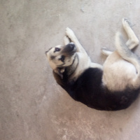 Alman Çoban Köpeği, Köpek  Barut fotoğrafı