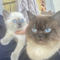 British Shorthair, Kedi  Bulut fotoğrafı