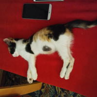 Tiffany/Chantilly, Kedi  Çakıl fotoğrafı