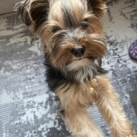 Yorkshire Terrier, Köpek  OSCARR fotoğrafı