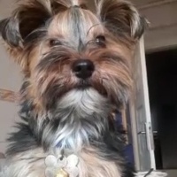 Yorkshire Terrier, Köpek  OSCARR fotoğrafı