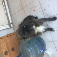 Tibet Terrieri, Köpek  Cesur fotoğrafı