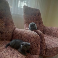 British Shorthair, Kedi  Mia fotoğrafı