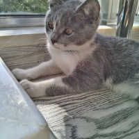 British Shorthair, Kedi  Bulut fotoğrafı