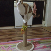 Tekir Kedi, Kedi  Tozlu fotoğrafı