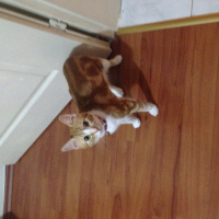 Tekir Kedi, Kedi  Badem fotoğrafı