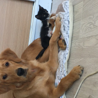 Golden Retriever, Köpek  Kizim fotoğrafı